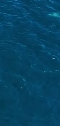 This stunning live wallpaper features a surfer navigating through the waves on a beautiful deep blue ocean