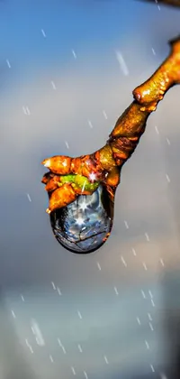 This phone live wallpaper features a breathtaking macro photograph of a single drop of water hanging from a tree branch