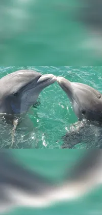 This live phone wallpaper showcases two dolphins facing each other and touching noses in a clear blue water background, bringing playfulness and grace to any device
