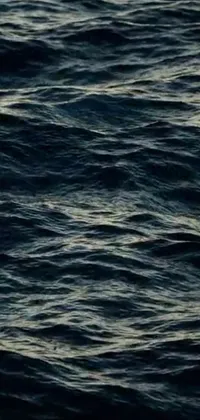This phone live wallpaper features a serene scene of a seagull flying over dark navy blue water
