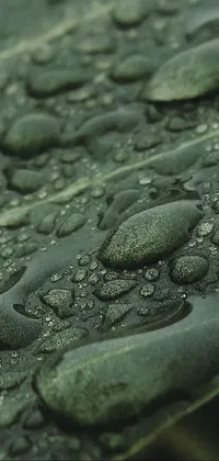 This visually stunning phone live wallpaper captures the beauty of a water droplet covered leaf in stunning 4k resolution