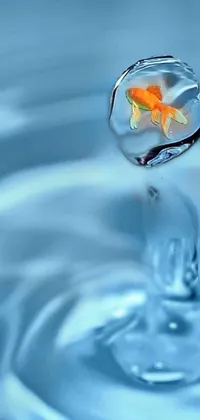 7gucugyg Live Wallpaper