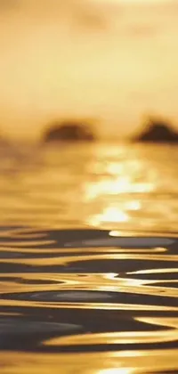 A stunning live wallpaper featuring a close up of a body of water at sunset