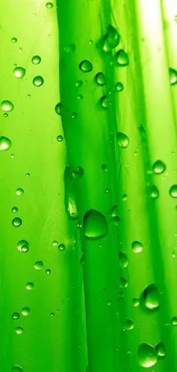 Water Liquid Green Live Wallpaper