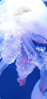 Water Liquid Human Body Live Wallpaper