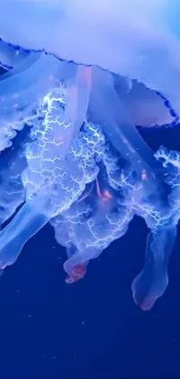 This live wallpaper showcases a stunning jellyfish floating in water