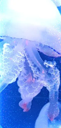 Experience the mesmerizing beauty of the ocean with the "Jellyfish Hologram" live mobile wallpaper