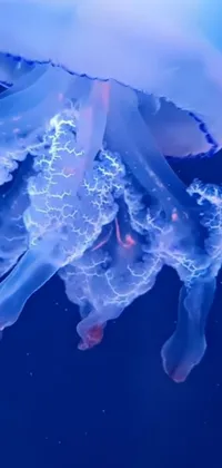 Water Liquid Jellyfish Live Wallpaper