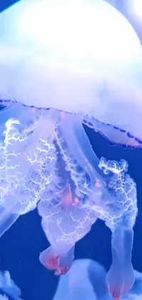 This jellyfish phone live wallpaper features a holographic effect that creates a mesmerizing 3D display