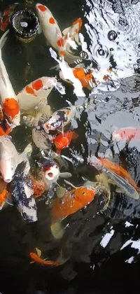 Get the stunning Koi Fish Live Wallpaper right on your phone! Enjoy the relaxing view of a group of beautifully-rendered koi fish swimming gracefully in a serene pond, in a mesmerizing blend of reddit-inspired colors - red, black, white, and golden