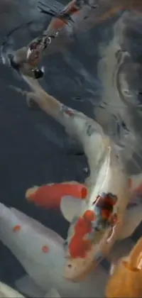 This Live Wallpaper showcases a group of Koi fish swimming in a serene pond