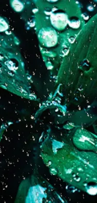 Water Liquid Leaf Live Wallpaper