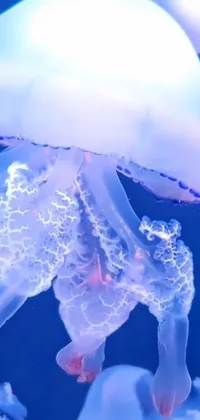 Transform your phone screen with an epic live wallpaper! Choose from a stunning jellyfish, futuristic hologram, bizarre hybrid animals or an interactive video display
