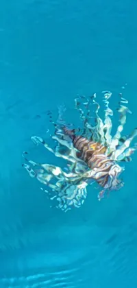 Water Liquid Lionfish Live Wallpaper