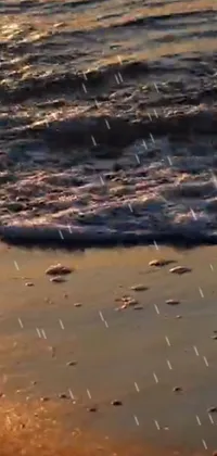 Experience the serenity of an ultra-detailed live wallpaper featuring a digital rendering of a bird perched on a sandy beach by the ocean's edge during a calming evening rain