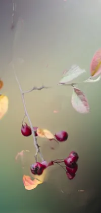 Experience the beauty of autumn with this Phone Live Wallpaper
