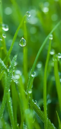 This water droplet live wallpaper features a close-up of grass after rain in a vivid emerald hue