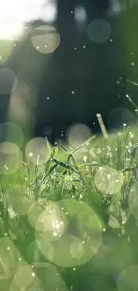Enjoy the beauty of nature with this phone live wallpaper featuring a close-up view of dewy grass blades glistening in the sunlight
