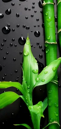 Water Liquid Plant Live Wallpaper