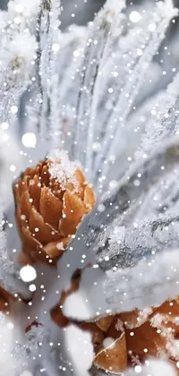 This phone live wallpaper offers a stunning macro photograph of a frosty Pine tree sourced from Pexels