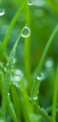 This live wallpaper showcases the minimalist beauty of nature by depicting a close-up shot of a dewy blade of grass