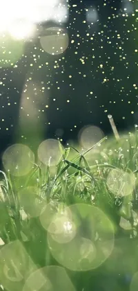 This live phone wallpaper features a close-up of dew-covered grass under a starry night sky