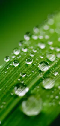 Experience the natural beauty of a green leaf with water droplets on it through this stunning phone live wallpaper