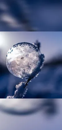 This live phone wallpaper features a beautifully frozen ball resting on a tree branch in a winter landscape