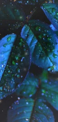 Experience stunning natural beauty on your phone with this live wallpaper of a plant with water droplets