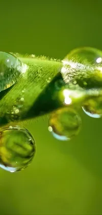 This live phone wallpaper displays a macro shot of water droplets on a green leaf, surrounded by a serene bamboo forest