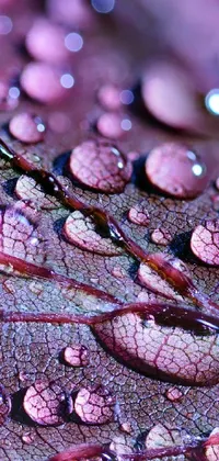 Enjoy the natural beauty of this stunning macro shot of a leaf with water droplets in vivid 4K HD resolution