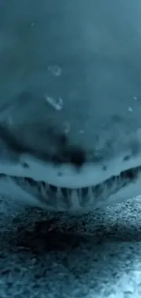 This phone live wallpaper brings thrill and mystery to your screen with a close-up view of a fierce shark revealing its sharp teeth