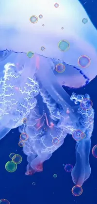 Adorn your phone screen with this stunning jellyfish live wallpaper