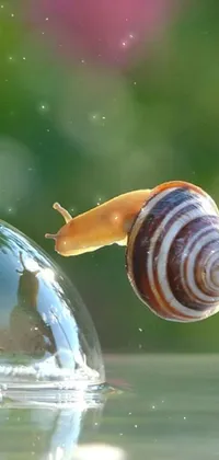 Water Liquid Snail Live Wallpaper