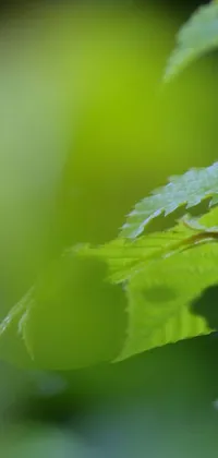 This phone live wallpaper features a stunning 4K high-resolution image of a leaf up close with a blurred lush forest background