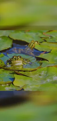 Water Liquid True Frog Live Wallpaper