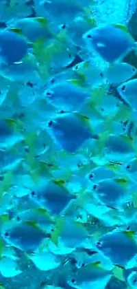 This stunning phone live wallpaper features a beautiful school of fish swimming in blue water