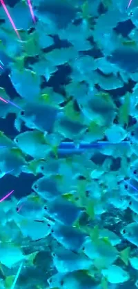 Experience a stunning phone live wallpaper that features a mesmerizing group of fish swimming together amidst vibrant neon lights and stunning holographic effects