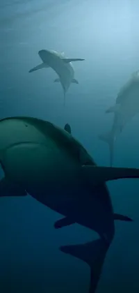 SHARKS!!😲 Live Wallpaper