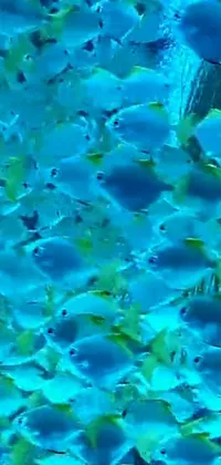 Enhance your phone screen with this enticing live wallpaper featuring a school of blue-faced fish swimming in a tranquil underwater world