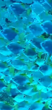 Transform your phone into an underwater oasis with this stunning live wallpaper