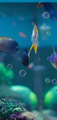 This phone live wallpaper showcases a beautiful fish tank filled with colorful fish
