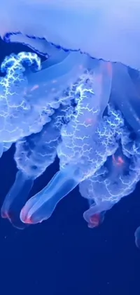 This jellyfish live wallpaper is an enchanting addition to your phone's home screen