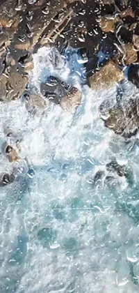 Water Liquid Vertebrate Live Wallpaper