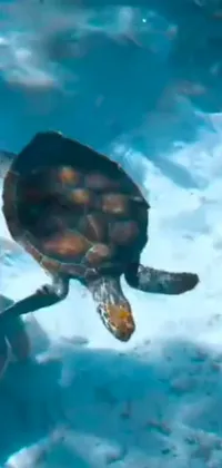 Water Loggerhead Sea Turtle Fluid Live Wallpaper