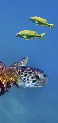 Water Loggerhead Sea Turtle Hawksbill Sea Turtle Live Wallpaper