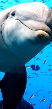 This phone live wallpaper depicts a charming dolphin in a stunning body of water, with big cheeks and surrounded by the reflections of the sun and sky