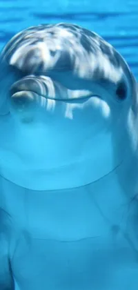 This phone live wallpaper showcases a close up of a smiling dolphin in a serene light-blue aquatic surrounding