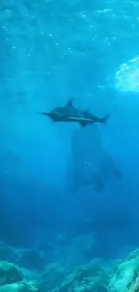 This live wallpaper for your phone features a hyperreal movie shot of a gigantic shark swimming gracefully under the water's surface
