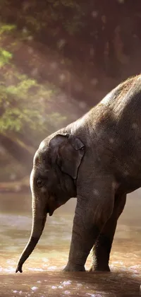 Water Mammal Elephant Live Wallpaper
